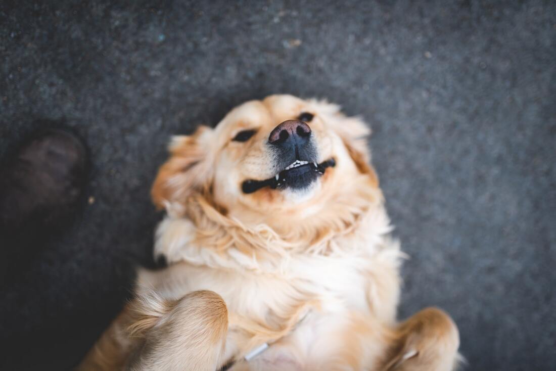 A top-down view of a dog lying, looking up at the camera.